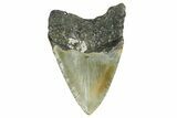 Fossil Megalodon Tooth - North Carolina #351748-1